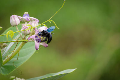 Close-up of bee on purple flower