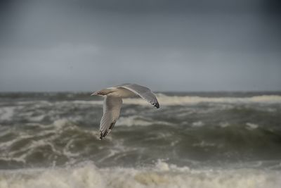 Seagull flying over sea