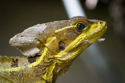 Close-up of lizard