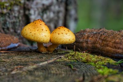 Close-up of mushrooms growing on field