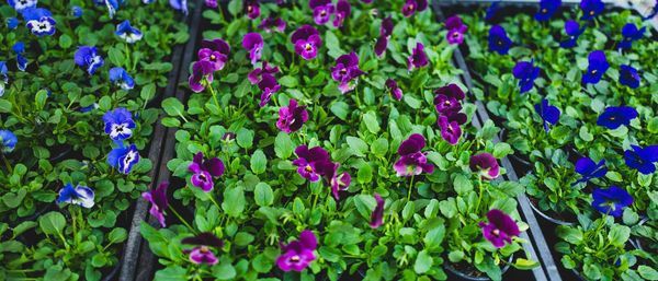 Close-up of purple crocus flowers