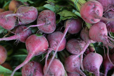 Close-up of radishes for sale at market