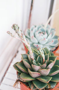 Close-up of succulent plant