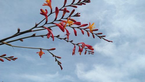 Low angle view of red plant against sky