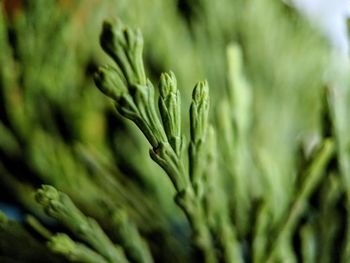 Close-up of green plant