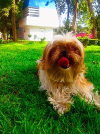 Dog on grassy field