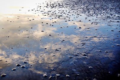 Full frame shot of birds in puddle