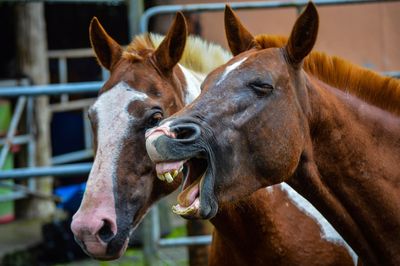 Close-up of horse