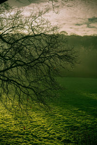 Reflection of trees in water