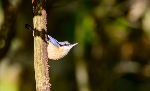 Nuthatch, sitta europaea, climbing down a tree branch