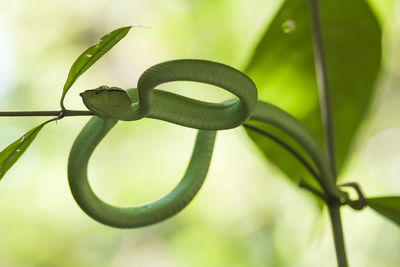 Close-up of barbed wire on plant