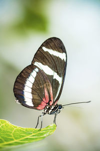 Close-up of butterfly on flower