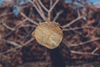 Close-up of plant