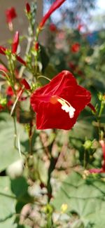 Close-up of red rose flower