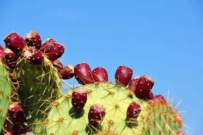 Low angle view of prickly pear cactus against clear blue sky