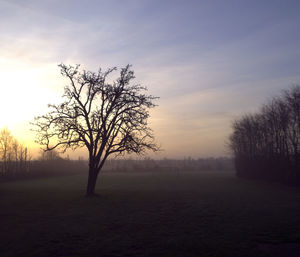 Bare trees on field