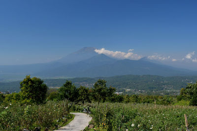 Rose farmland landscape against the backdrop of mount merbabu and mount andong in indonesia