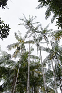 Low angle view of coconut palm trees against sky