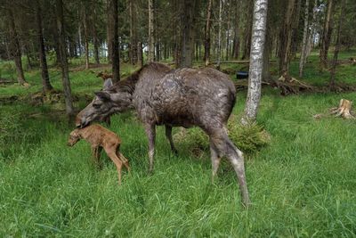 Deer in a forest