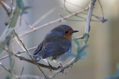 Close-up of bird perching on branch