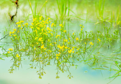 Close-up of yellow flowers