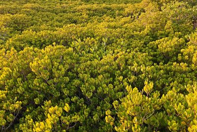 Yellow flowers growing on field