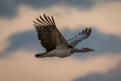 Kori bustard flies in silhouette opening beak