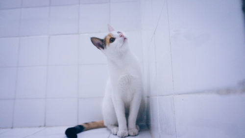 Cat sitting on floor