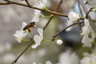 Close-up of bee on cherry blossom