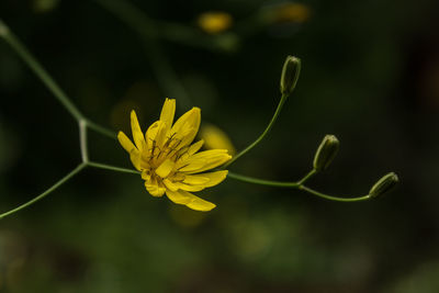 Close-up of yellow flowering plant