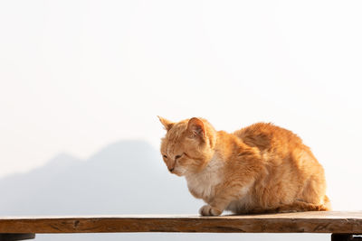 Side view of a cat on mountain against clear sky