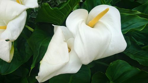 Close-up of calla lily blooming outdoors