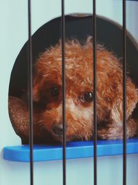 Portrait of dog in cage