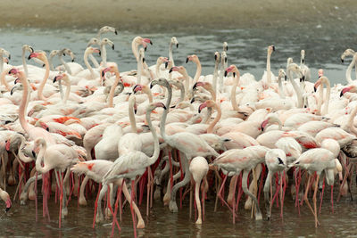 Flock of birds in lake