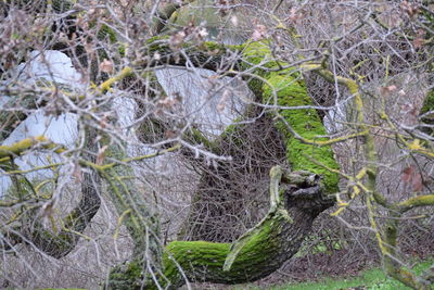 Close-up of plants