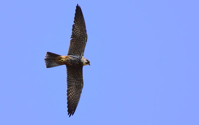 Low angle view of bird in blue sky