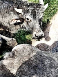 High angle view of cow