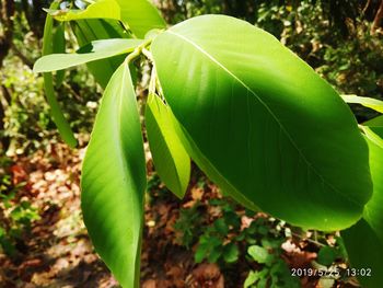 Close-up of green leaves on land