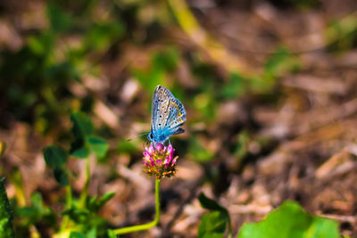 Close-up of butterfly on flower