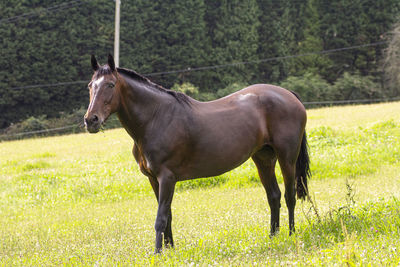 Horse standing in a field