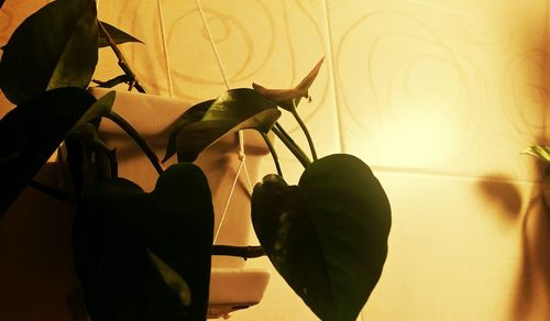 Close-up of silhouette plant