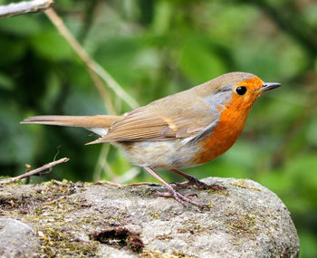 Close-up of bird perching outdoors