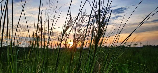 Scenic view of field against sky at sunset