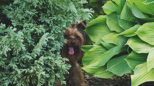 Portrait of dog sticking out tongue while standing by plants