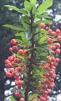 Close-up of berries growing on tree