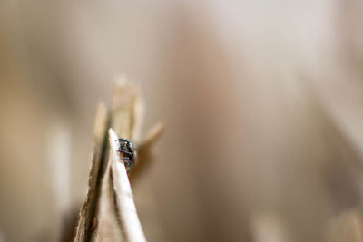 Close-up of insect on wood