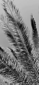 Low angle view of palm tree against sky