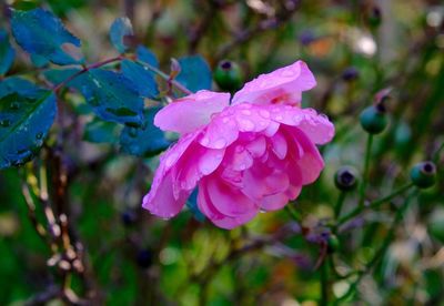 Close-up of pink flower