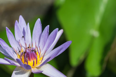Purple lotus flower