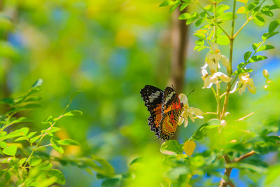 Close-up of butterfly pollinating on flower